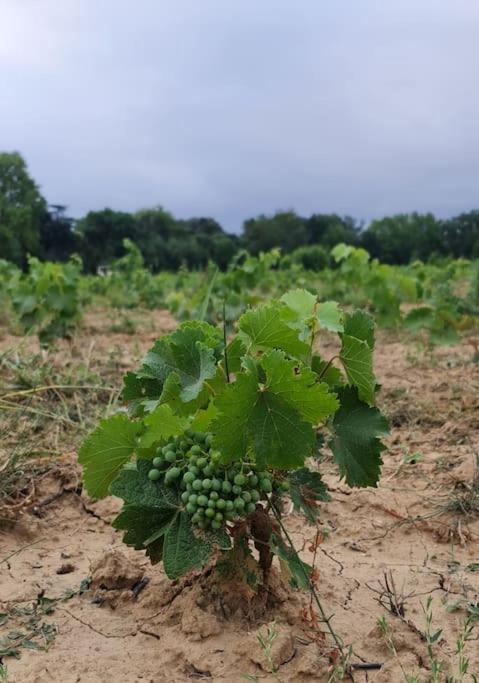 Domaine Villecarla Villedubert Zewnętrze zdjęcie